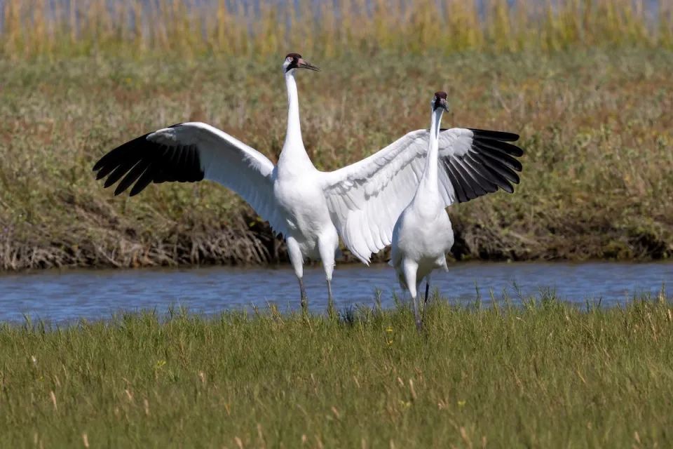 Two Critically Endangered Whooping Cranes in Aransas National Wildlife Refuge, Texas.